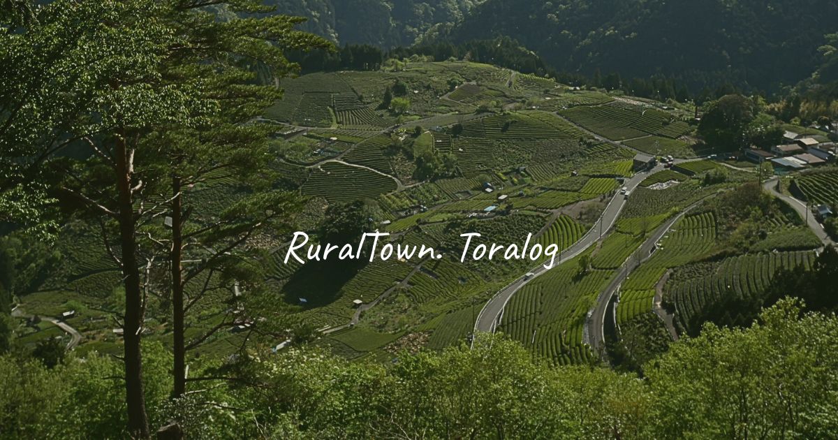tea plants deep in the mountain