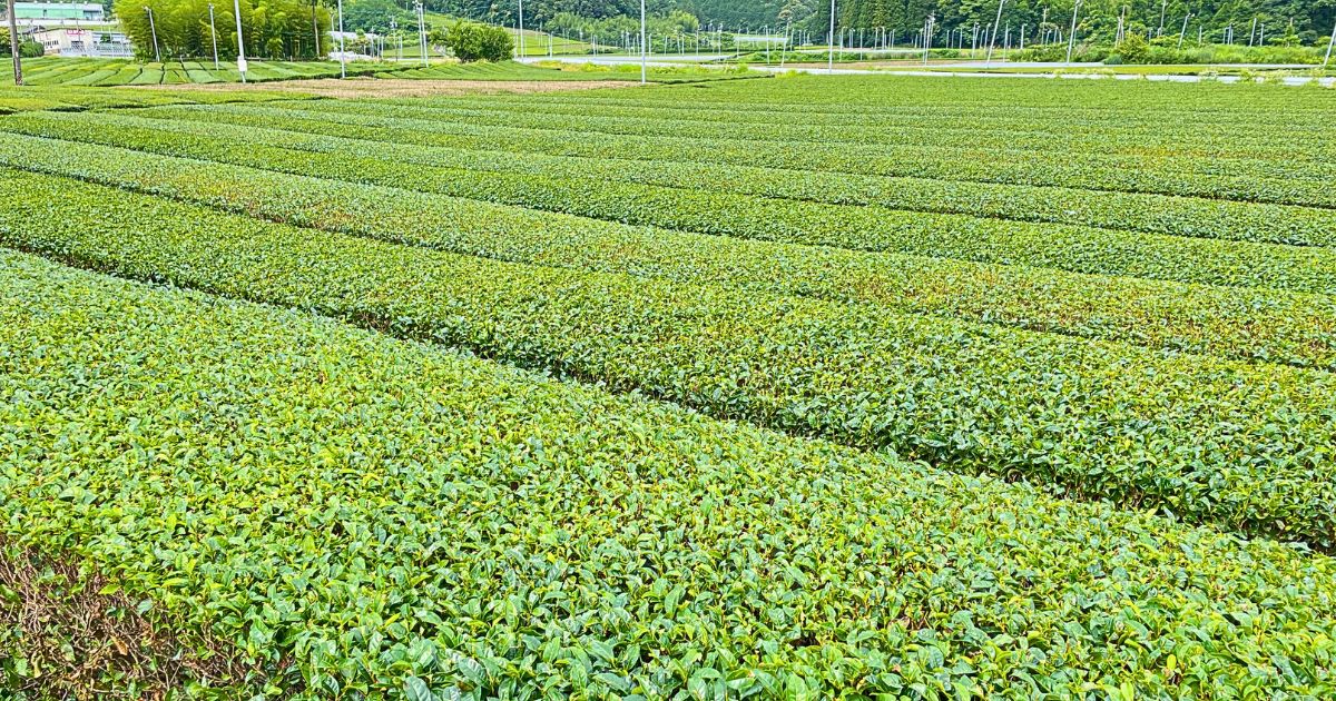 tea plants in Ibi