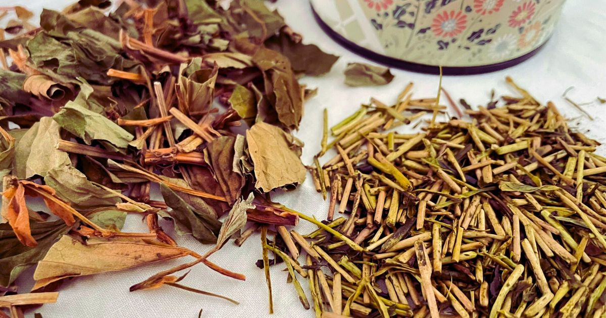 dokudami and houjicha leaves